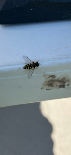 Unknown species found near Wildcat Cir, Star Valley Ranch, WY, US