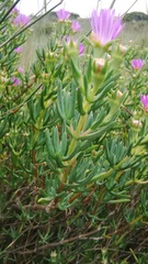 Lampranthus stipulaceus
