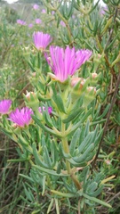 Lampranthus stipulaceus