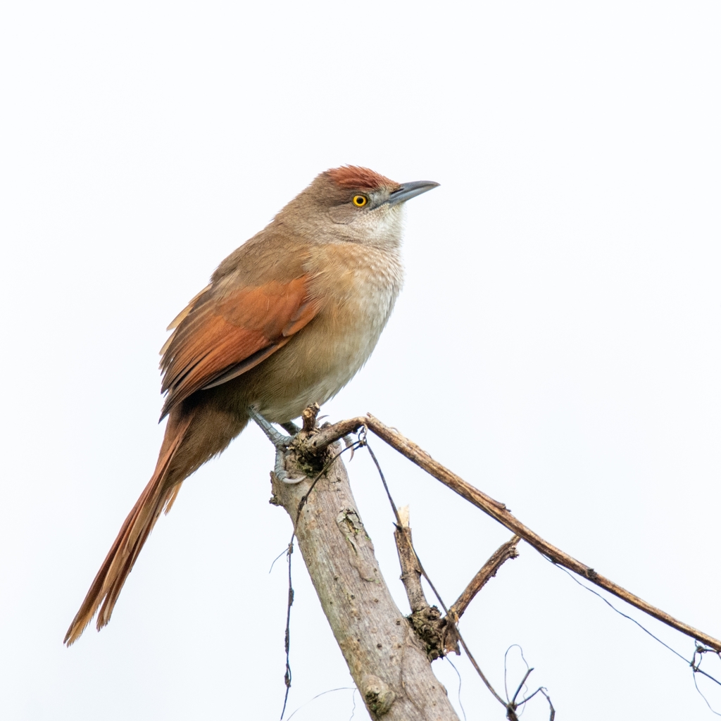 Greater Thornbird photo