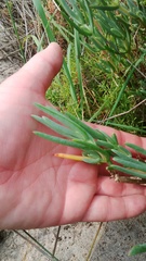 Lampranthus stipulaceus