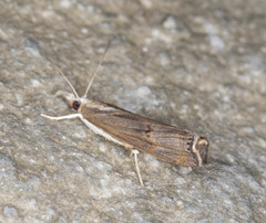 Parapediasia decorellus