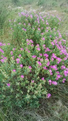Lampranthus stipulaceus