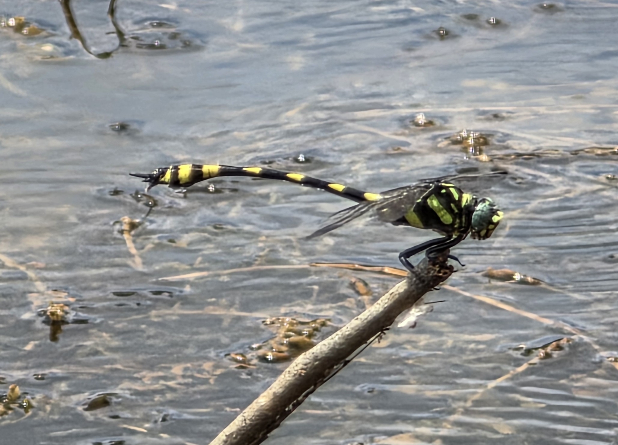 Indian Common Clubtail