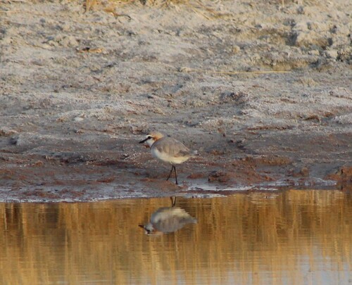 Chestnut-banded Plover (Anarhynchus pallidus), photo 6