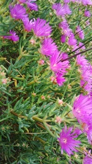 Lampranthus stipulaceus