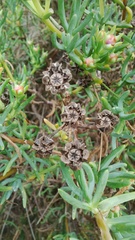 Lampranthus stipulaceus