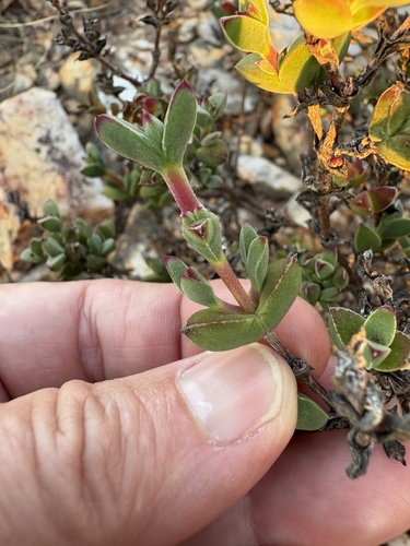 Quarter Dewfig (Drosanthemum quadratum)