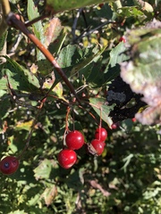 Crataegus coccinea