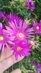 Lampranthus stipulaceus