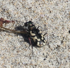 Cicindela latesignata