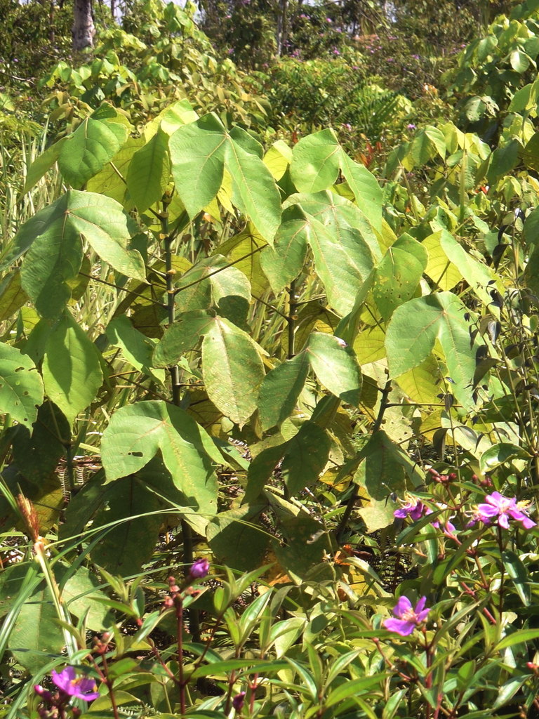 Macaranga pruinosa