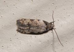 Taygete attributella