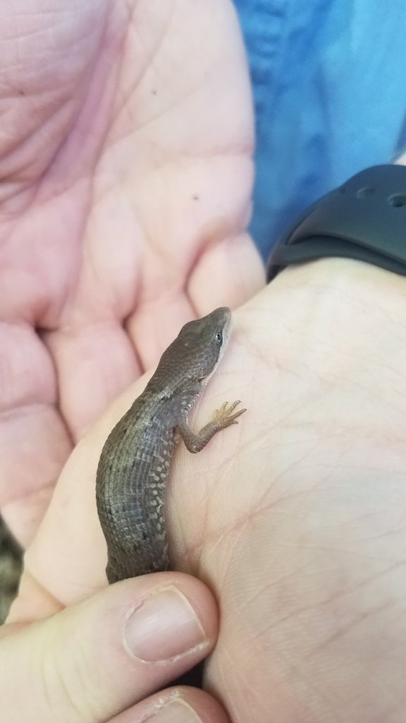 Texas Alligator Lizard from Hunt, TX 78024, USA on September 18, 2019 ...