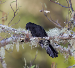 Cacicus chrysonotus
