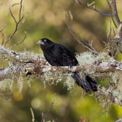 Cacicus chrysonotus