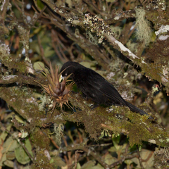 Cacicus chrysonotus