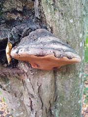 Phellinus alni
