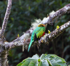 Pharomachrus auriceps