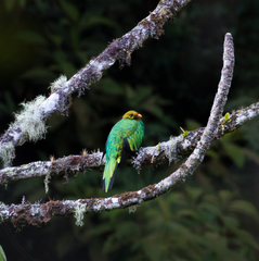 Pharomachrus auriceps