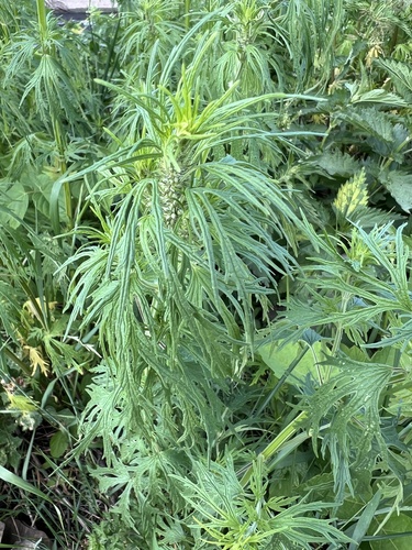 Leonurus glaucescens (Leonurus glaucescens)