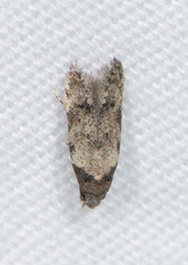 Taygete attributella