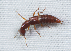 Biocrypta prospiciens