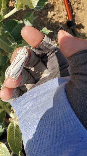 iNaturalist observation photo of Clio Tiger Moth