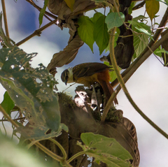 Pseudocolaptes boissonneautii