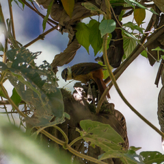 Pseudocolaptes boissonneautii