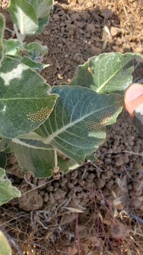 iNaturalist observation photo of Clio Tiger Moth