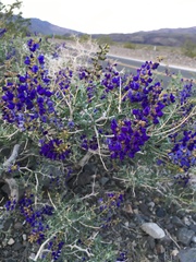 Psorothamnus arborescens minutifolius