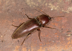 Diplostethus