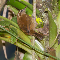 Troglodytes solstitialis