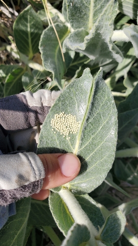 iNaturalist observation photo of Clio Tiger Moth