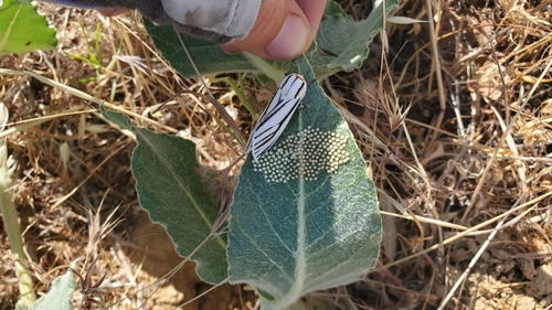 iNaturalist observation photo of Clio Tiger Moth