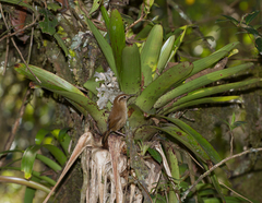 Troglodytes solstitialis