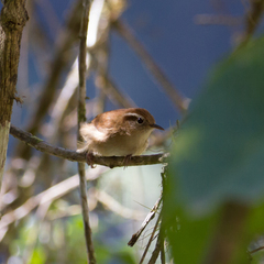 Troglodytes solstitialis
