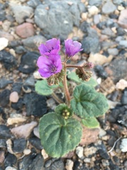 Phacelia calthifolia