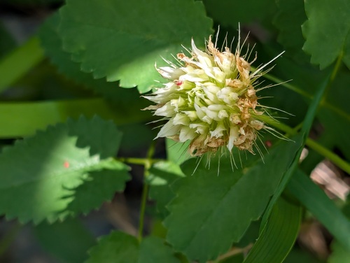 Trifolium longipes ssp. oreganum