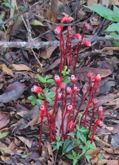 Monotropa coccinea