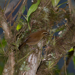 Troglodytes solstitialis