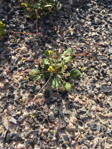 Image of Eriogonum contiguum by (c) Matt Berger, some rights reserved (CC BY)