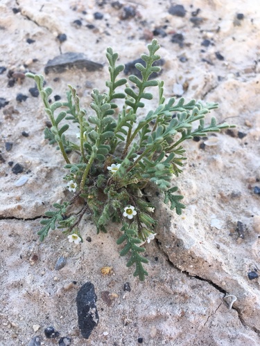 Image of Phacelia ivesiana by (c) Matt Berger, some rights reserved (CC BY)