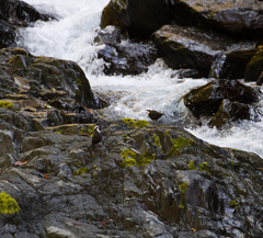 Cinclus leucocephalus