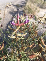 Astragalus preussii