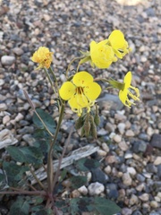 Chylismia claviformis lancifolia