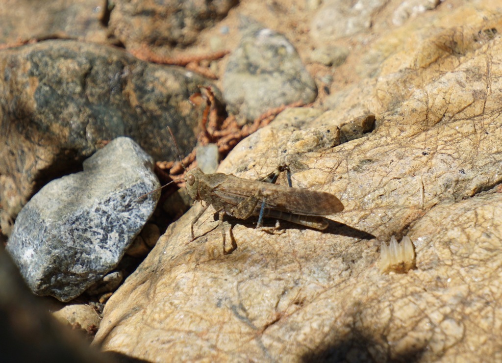 Circotettix stenometopus