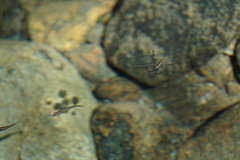 Hesperoleucus symmetricus