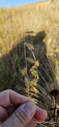Loudetiopsis chrysothrix, photograph 4